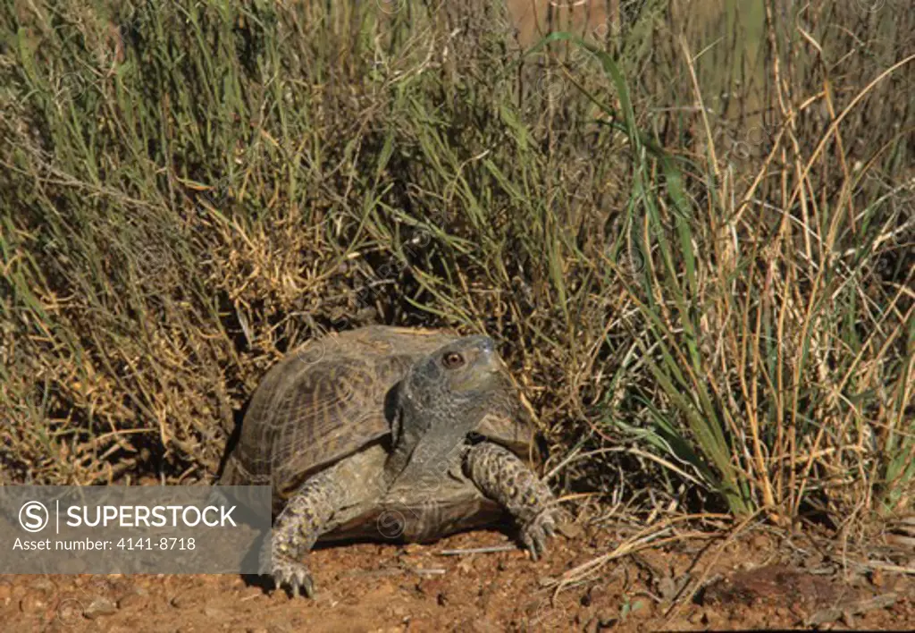 desert box turtle terrapene ornata luteola large female. south of animas, hidalgo county, new mexico. 