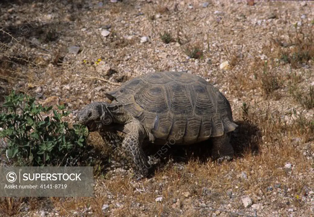 desert tortoise gopherus agassizii eating. dtna, mojave desert, kern county, california, usa. 