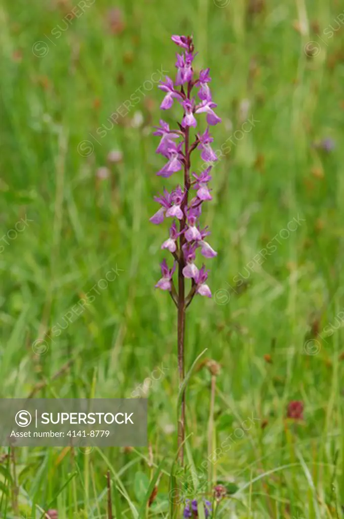 robust marsh-orchid, dactylorhiza elata, meadows & hills near colio, picos de europa, spain