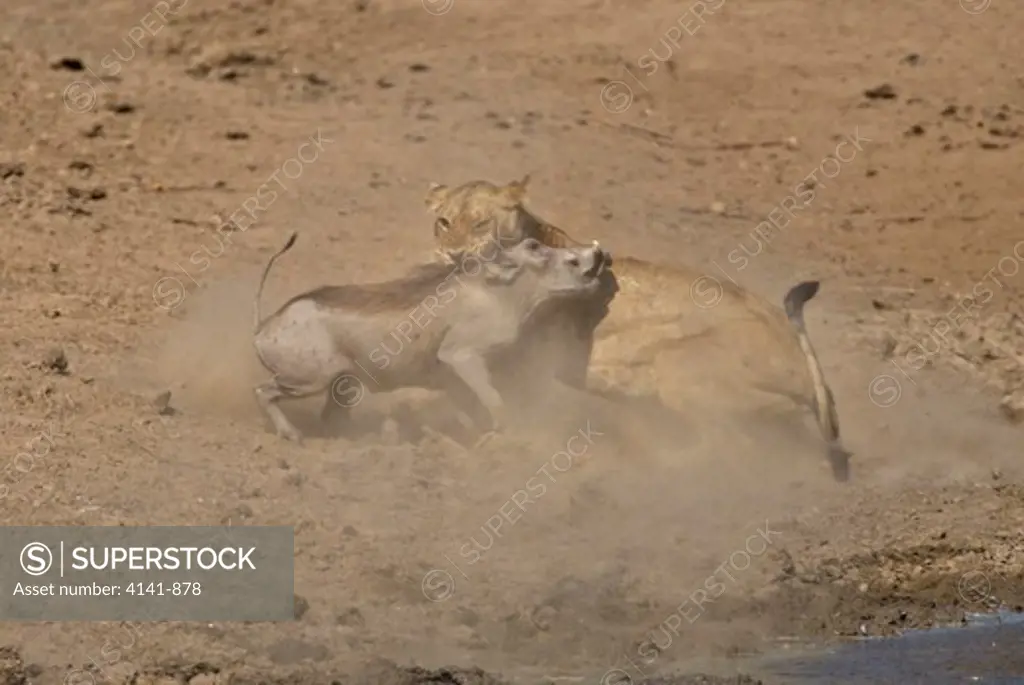 african lion panthera leo killing warthog at waterhole after ambush south luangwa, zambia