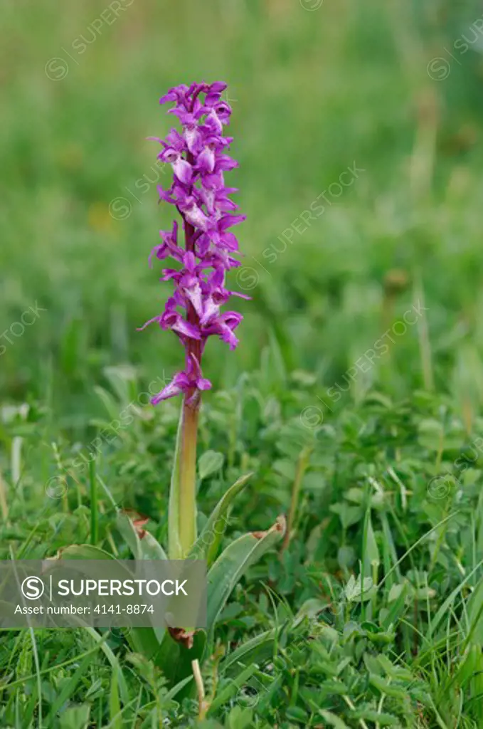 early purple orchid, orchis masculas, picos de europa, northern spain