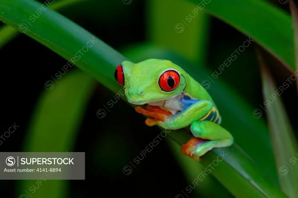 red-eyed tree frog, agalychnis callidryas, nicaragua area, central america.