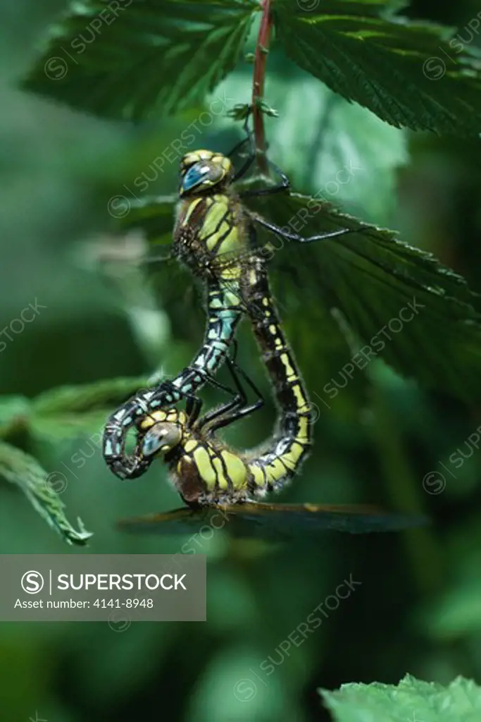 hairy dragonfly brachytron pratense pair, mating 
