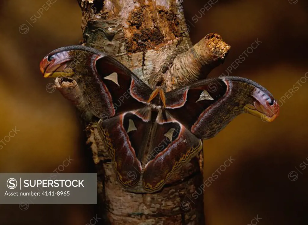 giant atlas silk moth attacus atlas on silver birch august 