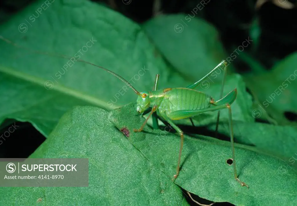 speckled bush cricket leptophyes punctatissima female feeding, monks wood station, huntingdonshire, uk