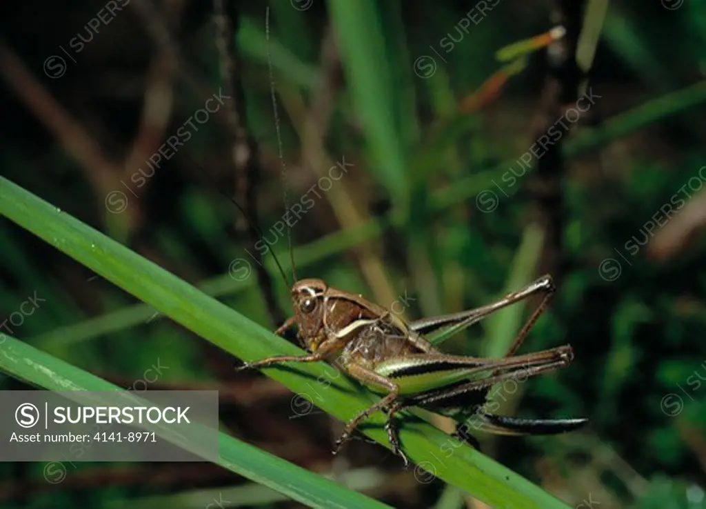 bog bush cricket metrioptera brachyptera warren heath, uk