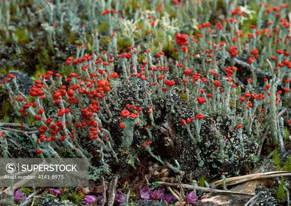 pixie-cup lichen august cladonia coccifera county armagh, ulster. bright red caps are apothecia which produce spores.