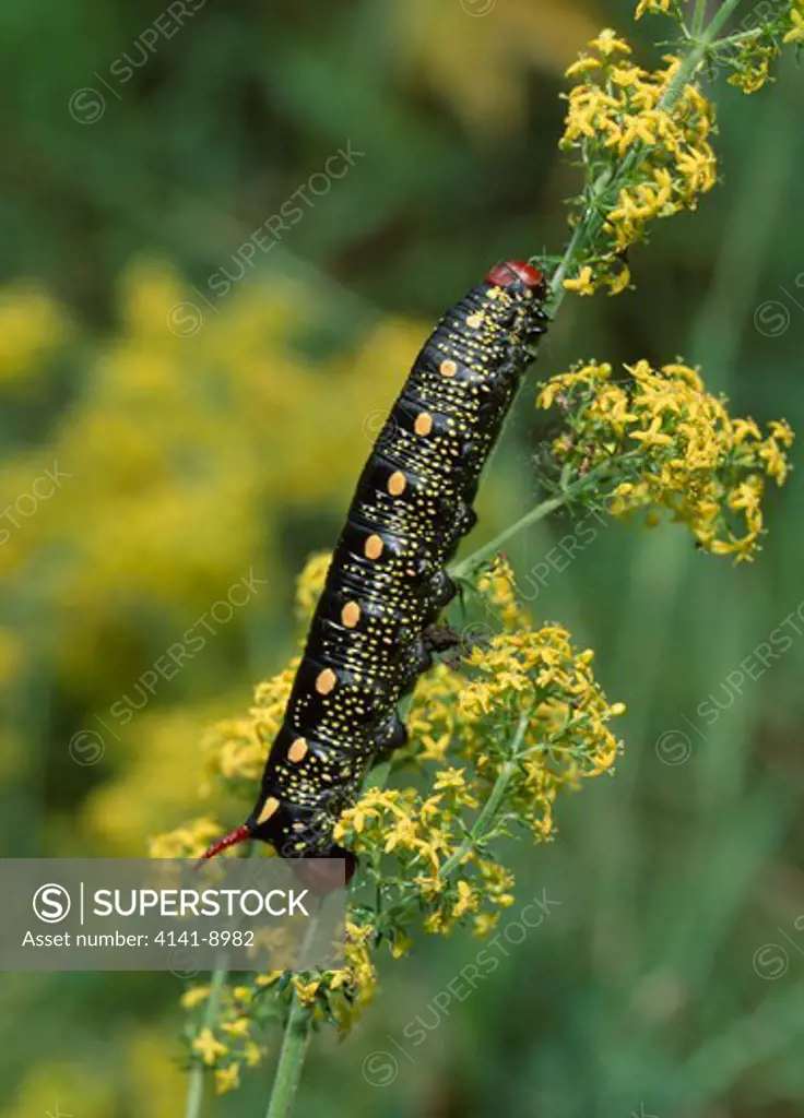 bedstraw hawkmoth larva hyles galii on inflorescence june 