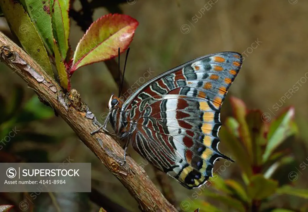 two-tailed pasha butterfly charaxes jasius at rest, wings closed 