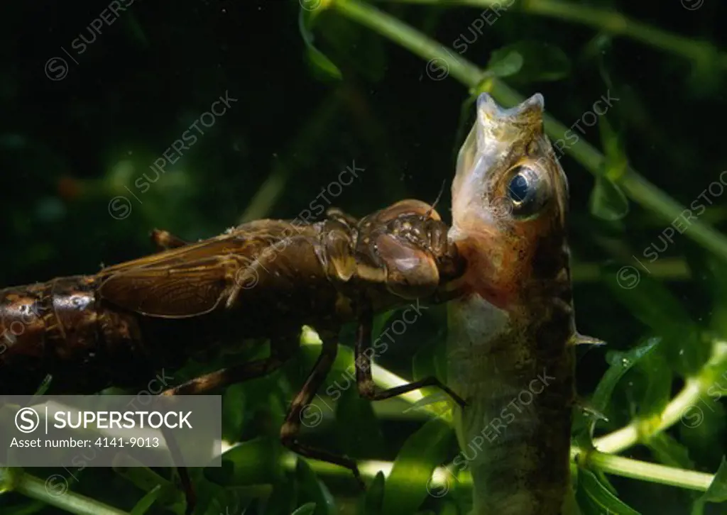 brown hawker dragonfly larva aeshna grandis (collected montiaghs bog, lough neagh, antrim, ne ulster) with stickleback prey