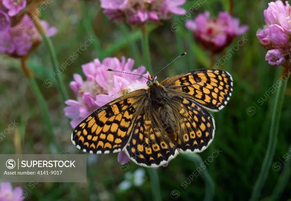glanville fritillary butterfly mellitaea cinxia on thrift flower, wings open. june.
