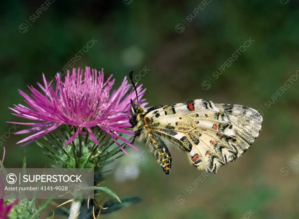 eastern festoon butterfly zerynthia cerisyi varcretica on thistle flower, wings closed april near agia galini, island of crete