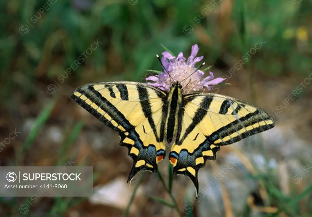 southern swallowtail butterfly papilio alexanor at rest, wings open. hills above village of kassiopi, island of corfu, greece