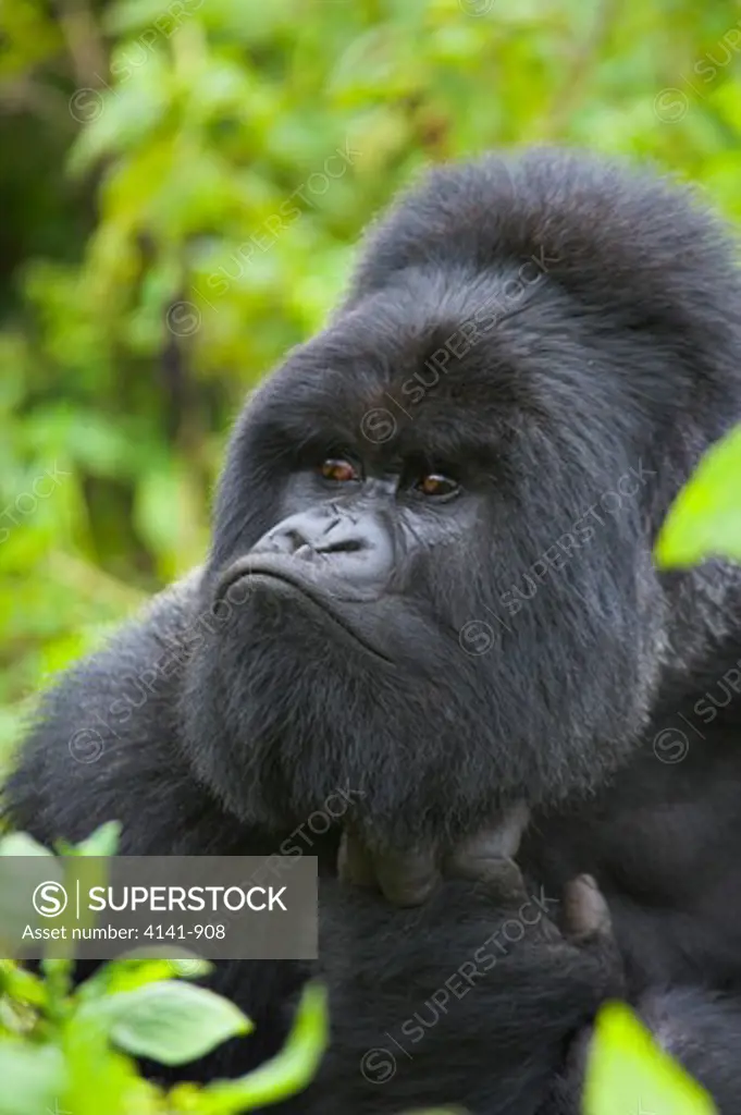 mountain gorilla gorilla beringei beringei silverback male itching virunga mountains, rwanda