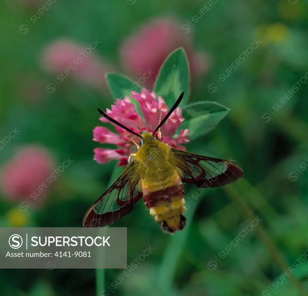 broad-bordered bee hawkmoth hemaris fuciformis on red clover folkestone, kent south east england june 