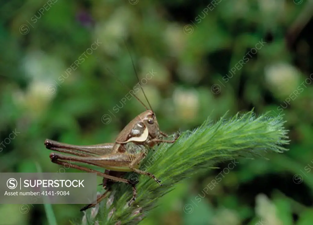 roesel's bush cricket metrioptera roeselii kassiopi, corfu, mediterranean