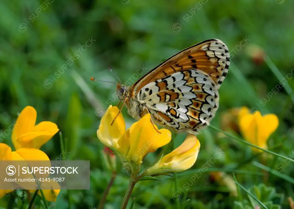 glanville fritillary butterfly mellitaea cinxia on flower, wings closed. june