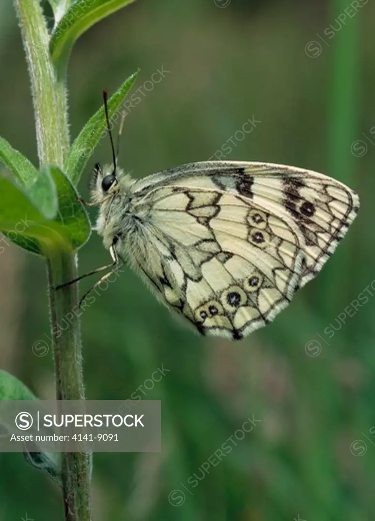 marbled white butterfly melanargia galathea kent, uk