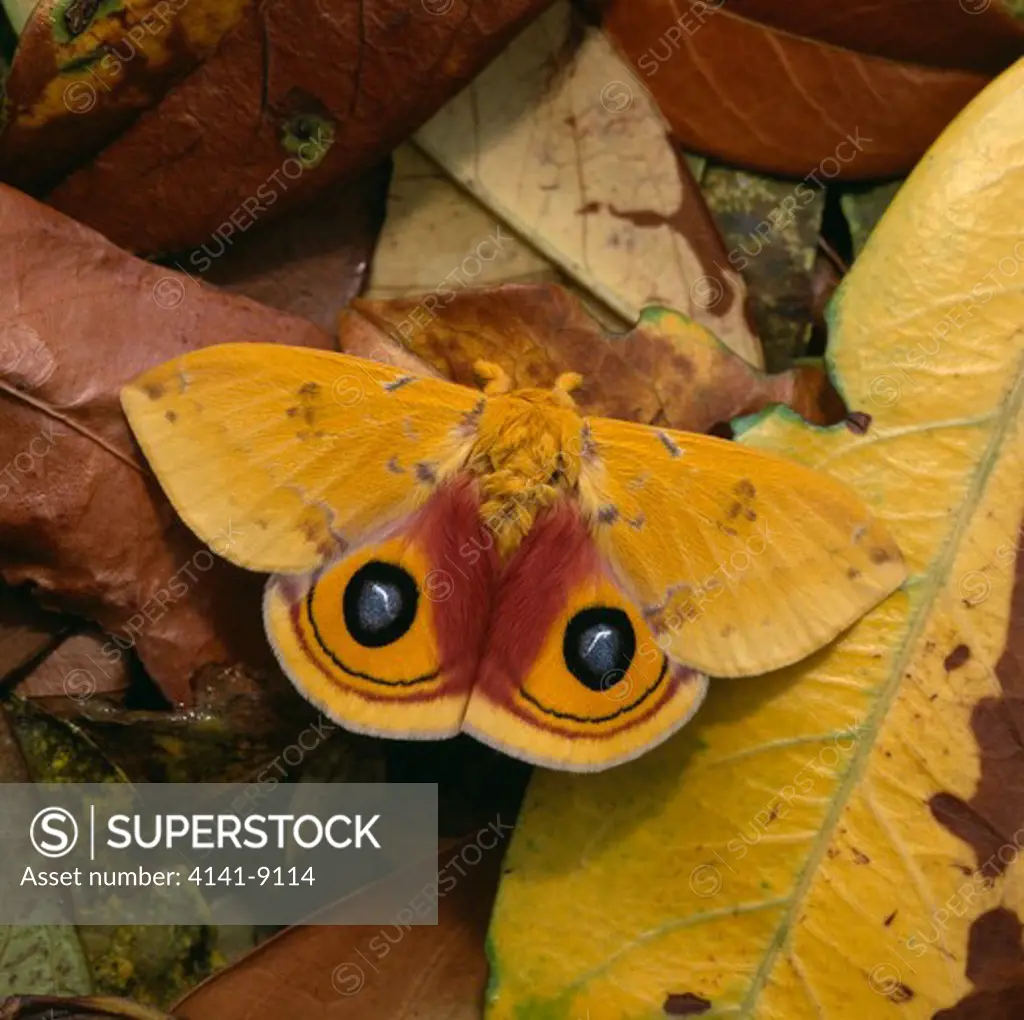 bullseye moth on leaflitter automeris io