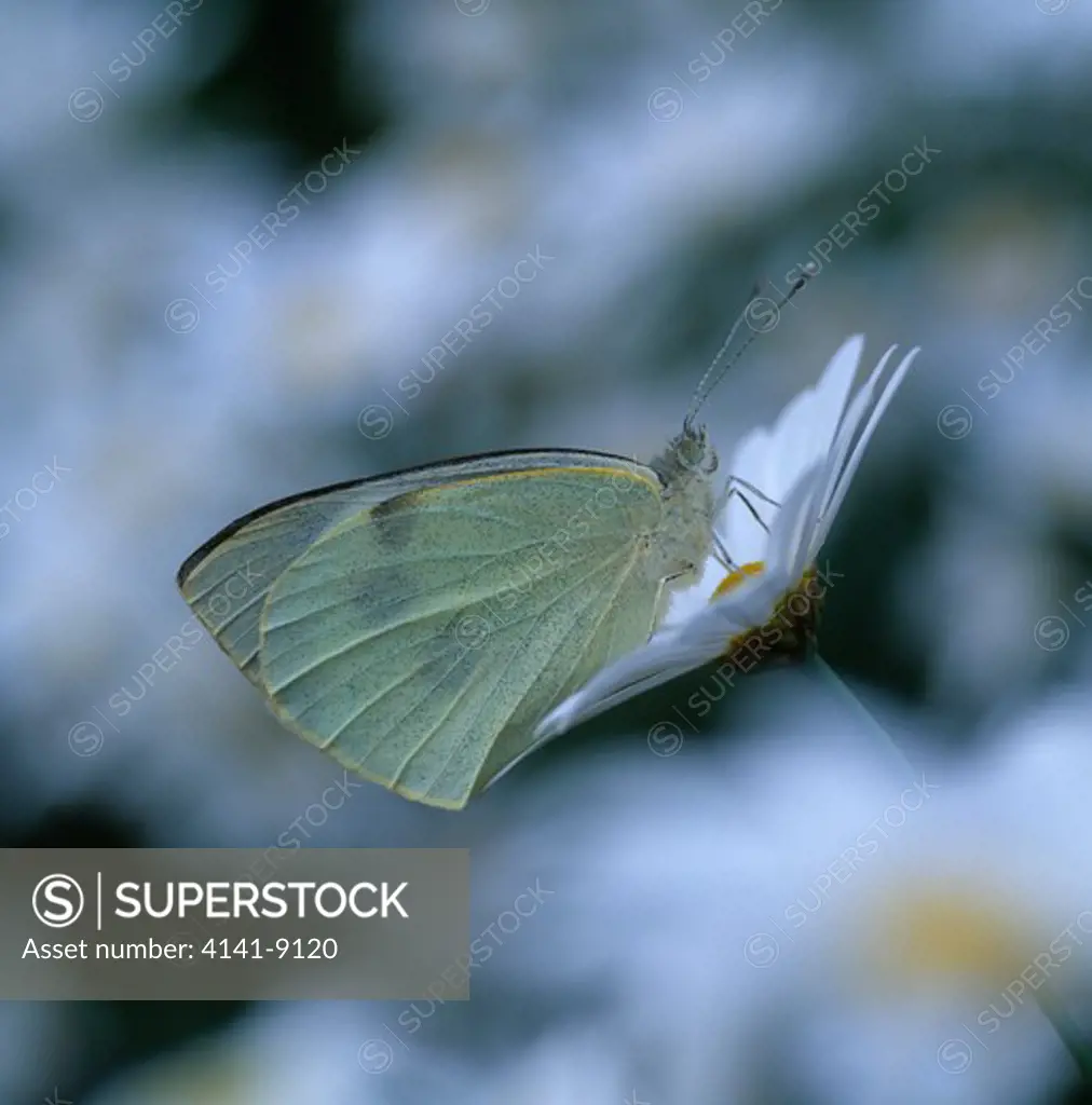 large white butterfly pieris brassicae banbridge, down, ulster