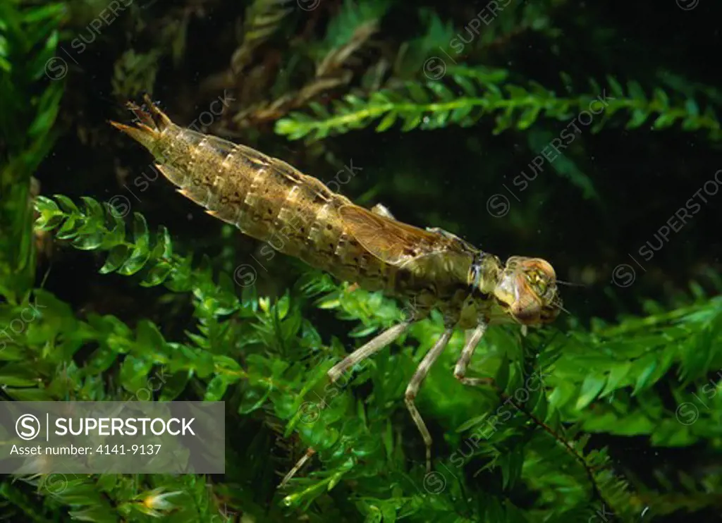 southern hawker dragonfly aeshna cyanea larva underwater 