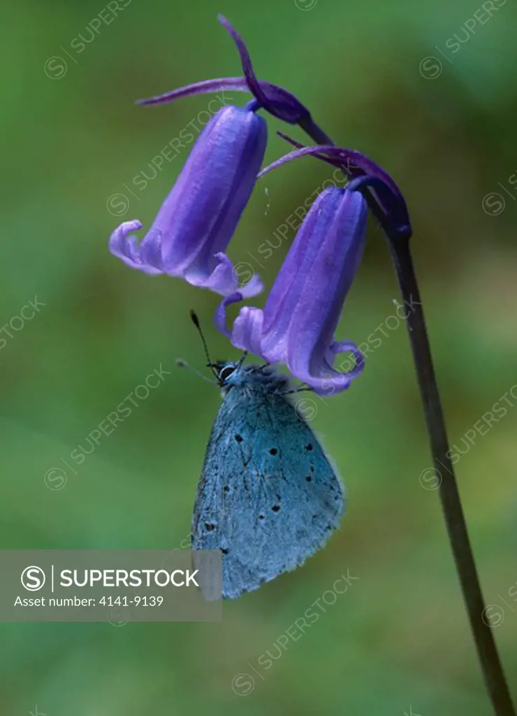 holly blue butterfly celastrina argiolus on bluebell, wings closed
