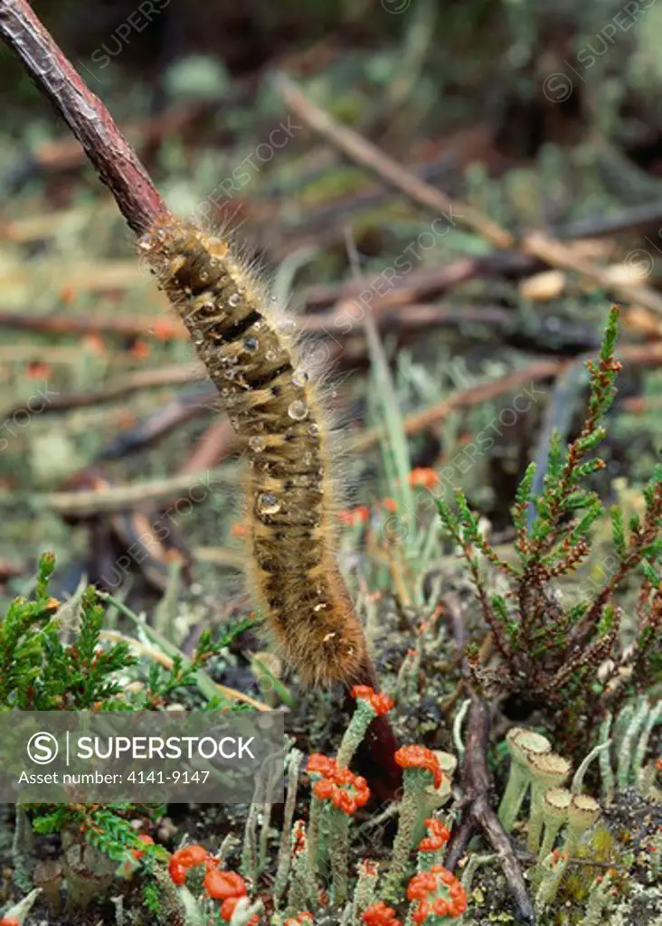northern eggar moth larva lasiocampa quercus callunae on twig