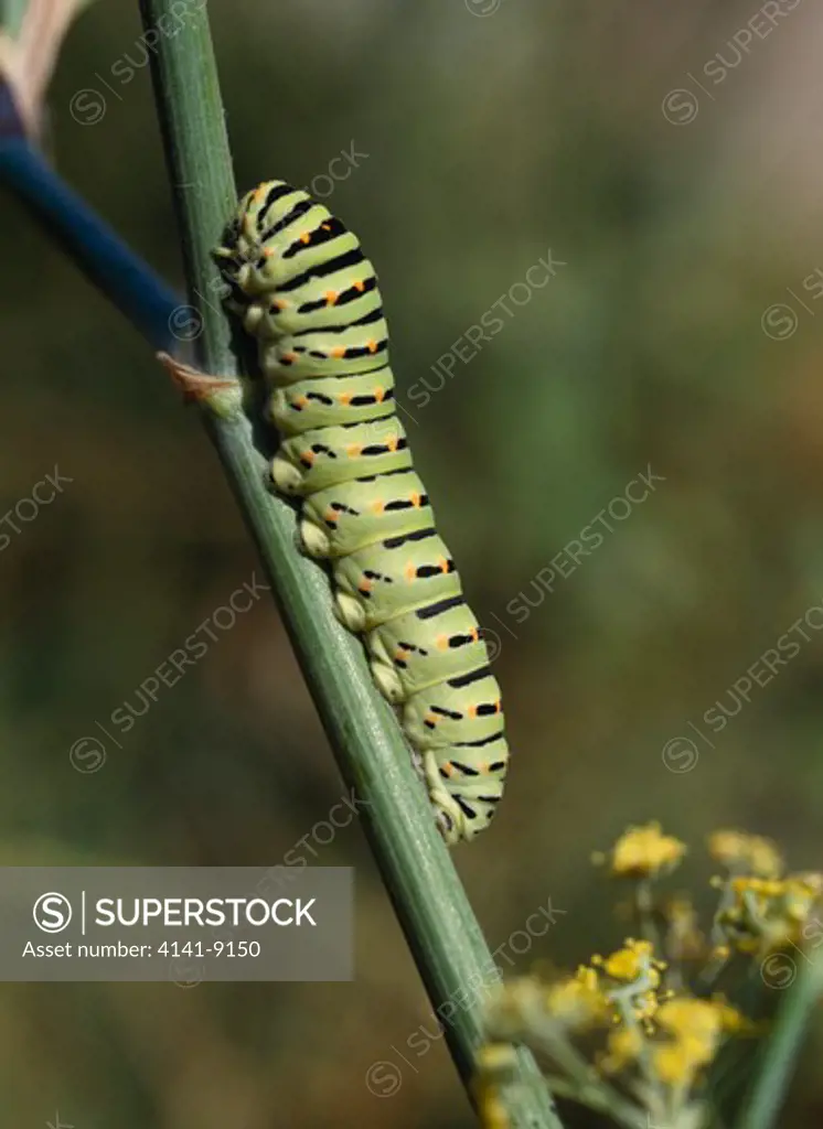 southern swallowtail butterfly papilio alexanor larva on plant stem