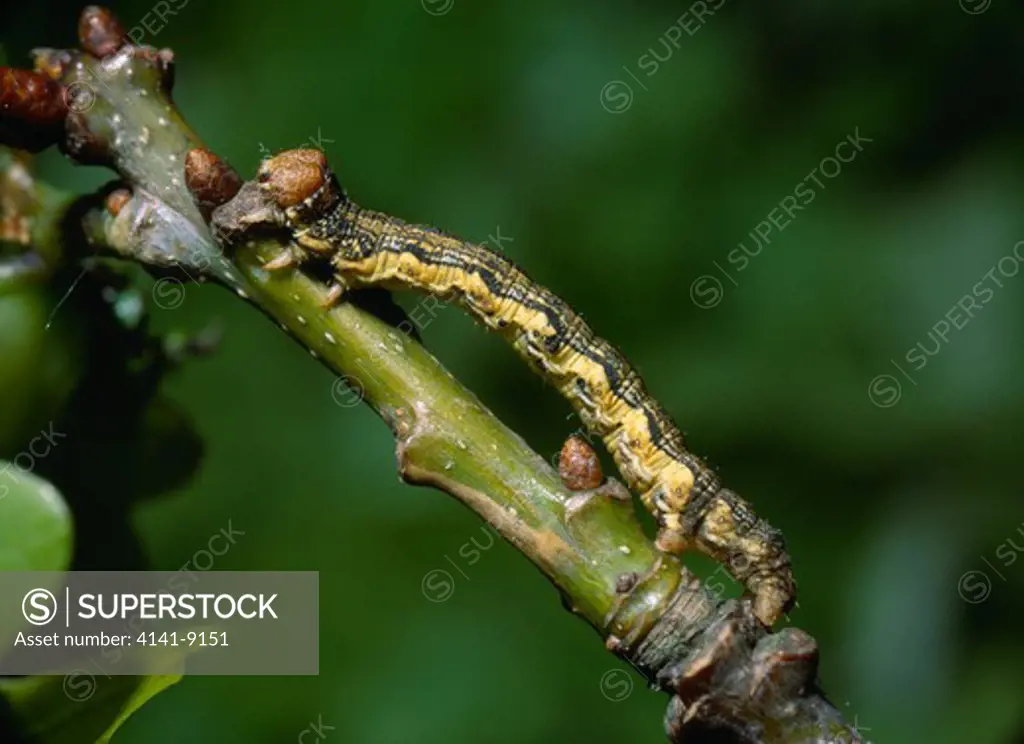 mottled umber moth caterpillar erannis defoliaria on twig