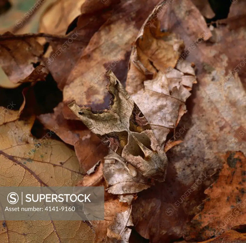 angle shades moth on leaflitter phlogophora meticulosa armagh, southern ulster october 