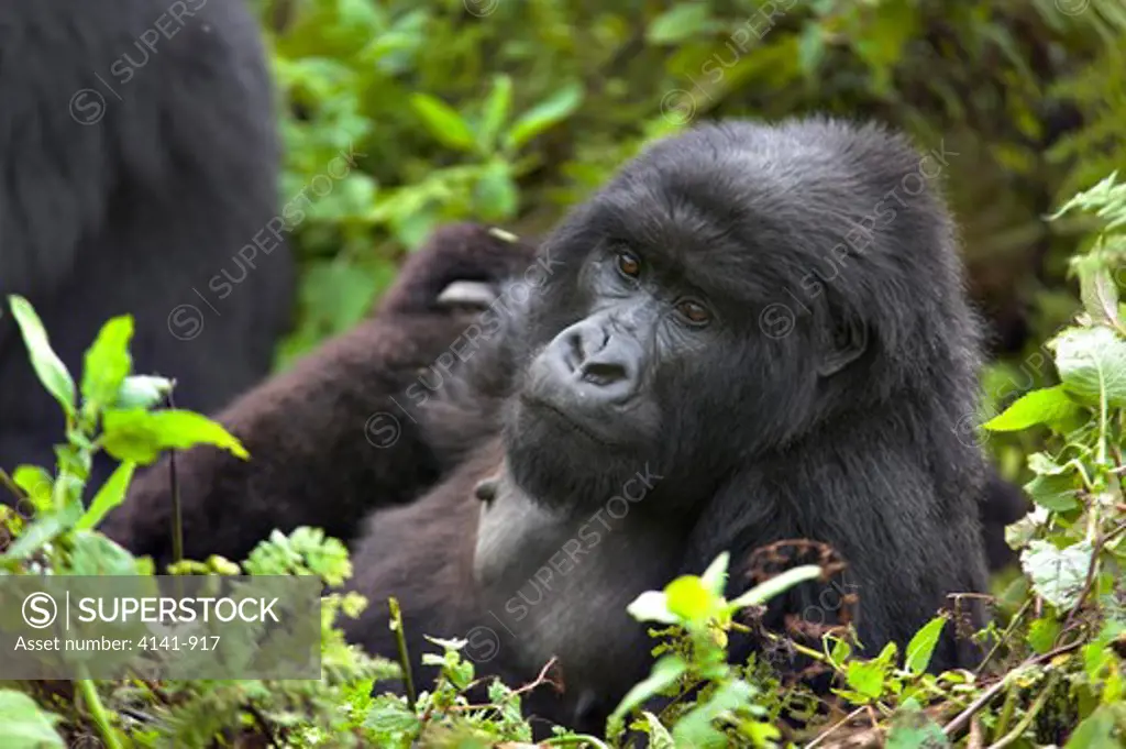 mountain gorilla gorilla beringei beringei resting virunga mountains, rwanda