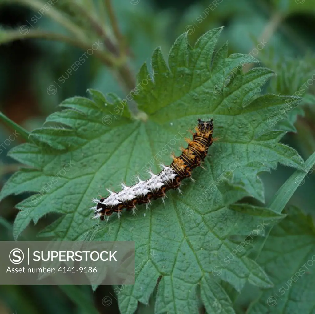 comma butterfly larva polygonia comma-album hampshire, southern england