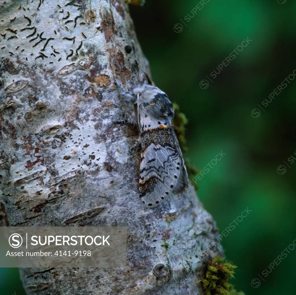 poplar kitten moth camouflaged furcula bitida may kent, south eastern england