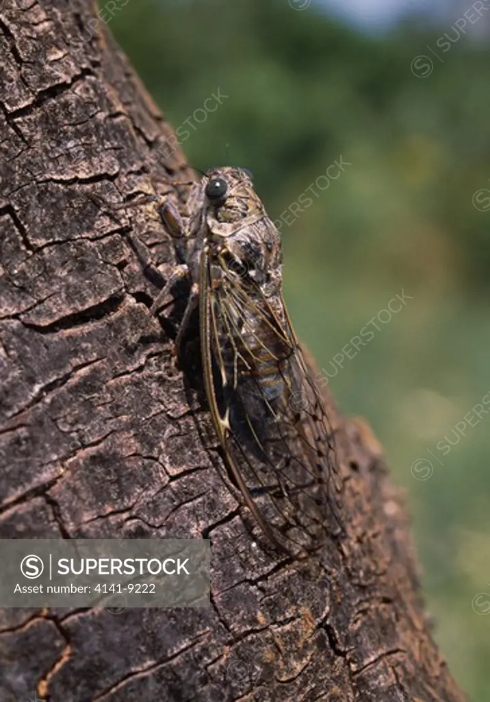 cicada camouflaged cicadi orni on tree trunk yugoslavia 