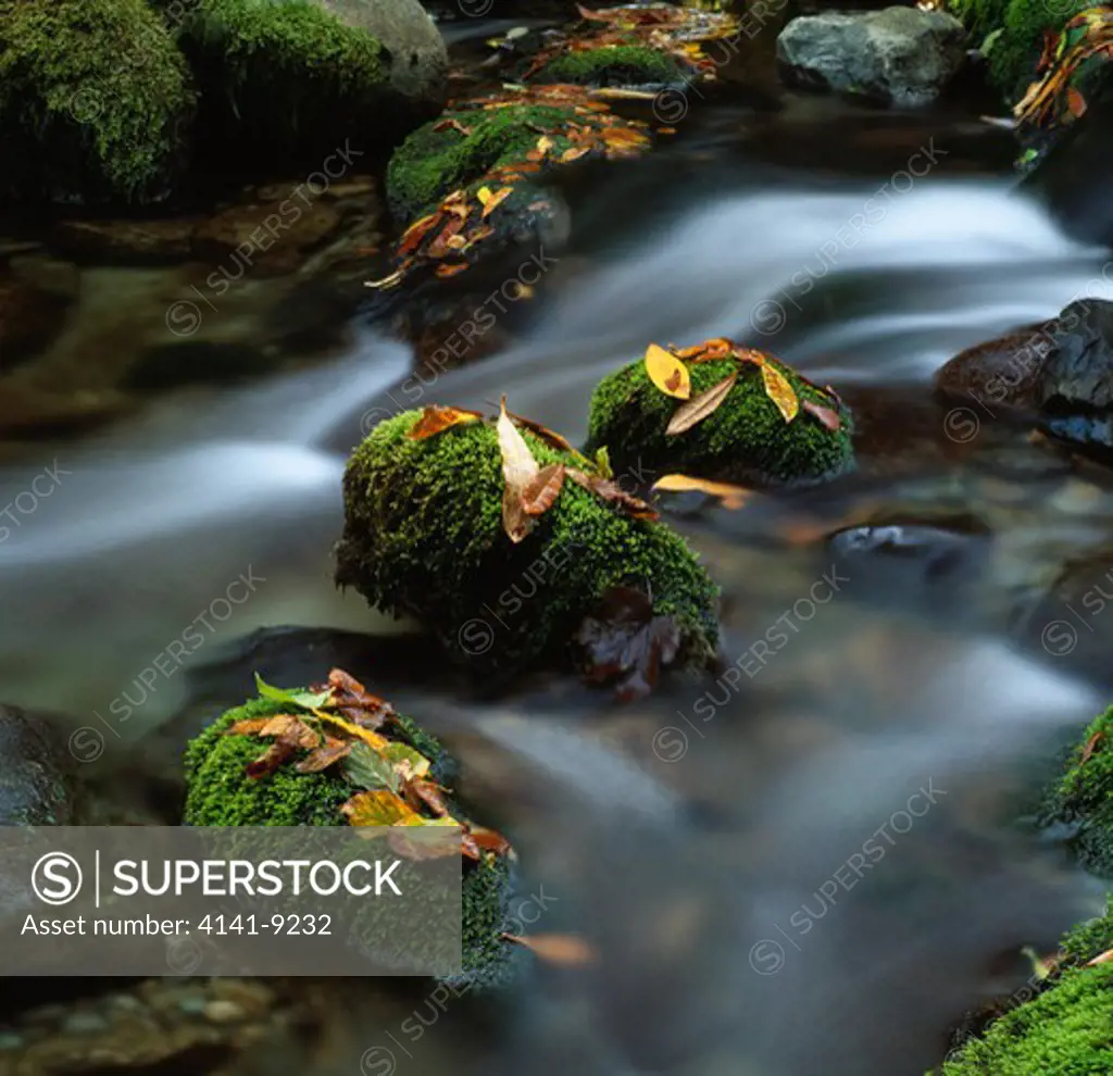 mossy stones with leaves in autumnal colours shimna river, tollymore forest park, newcastle, down, se ulster