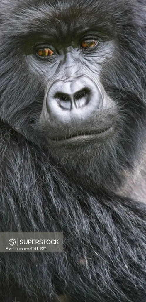 mountain gorilla gorilla beringei beringei blackback male virunga mountains, rwanda