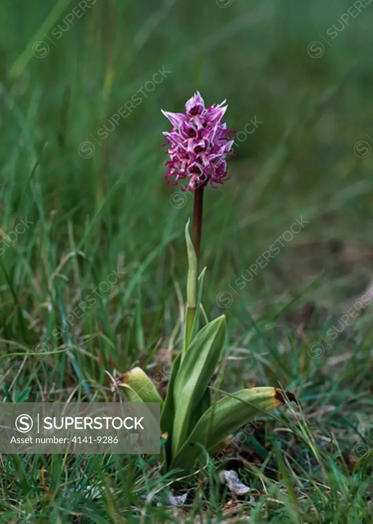 monkey orchid in flower orchis simia la maxanne, france.