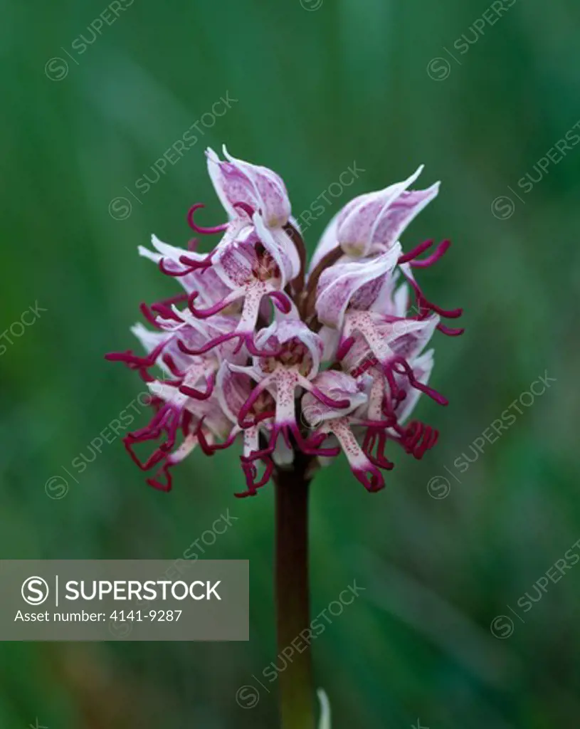 monkey orchid in flower orchis simia la maxanne, france.