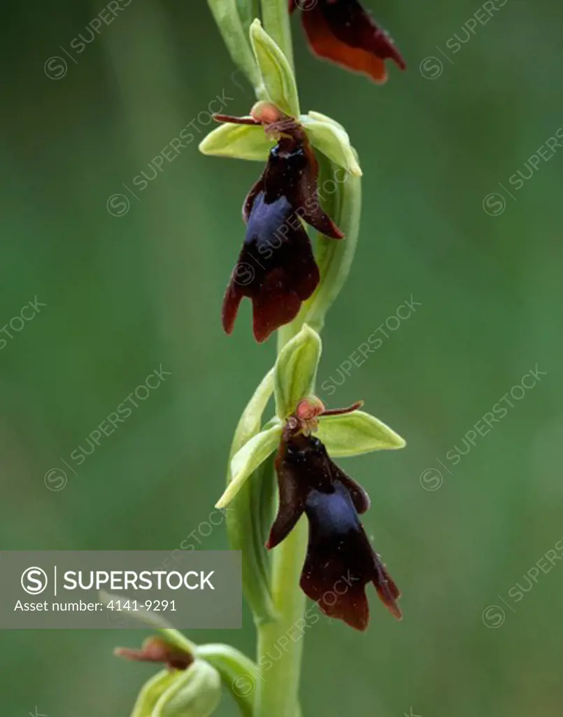 fly orchid in flower ophrys insectifera bugarach, southern france.