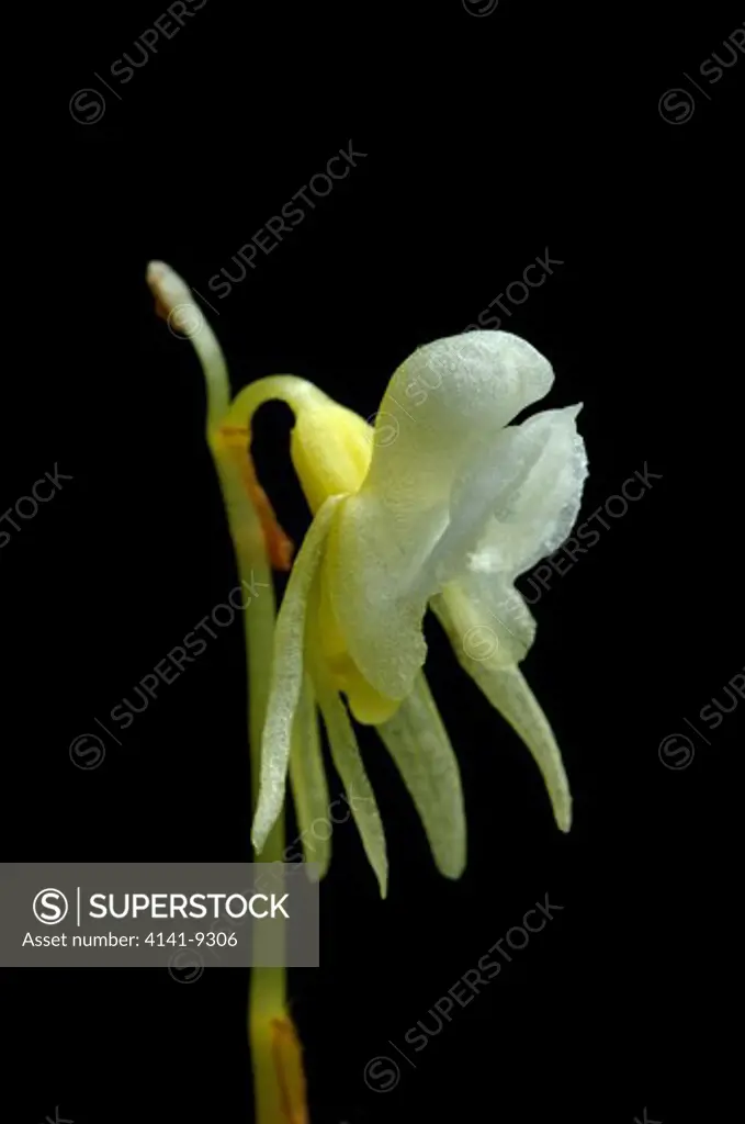 ghost orchid (albino) epipogium aphyllum var lacteum hufingen, black forest, germany this form is extremely rare in europe