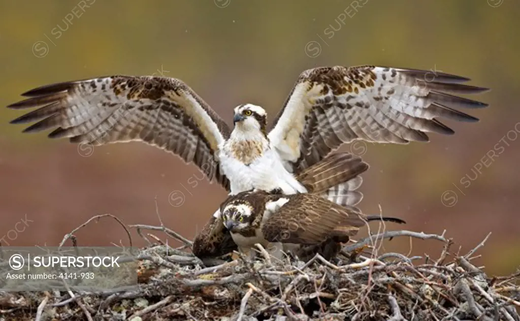 osprey pandion haliaetus mating on nest europe