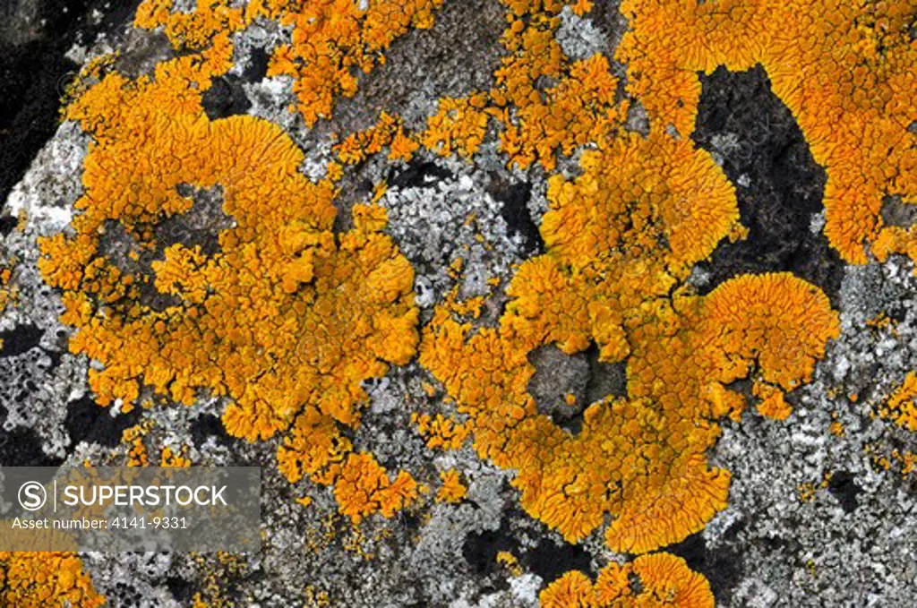 seashore lichen caloplaca thallincola lichen commonly found in coastal localities