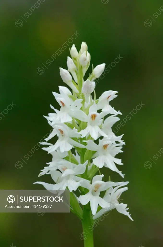 common spotted orchid dactylorhiza fuchsii albino thompson's quarry, county armagh.