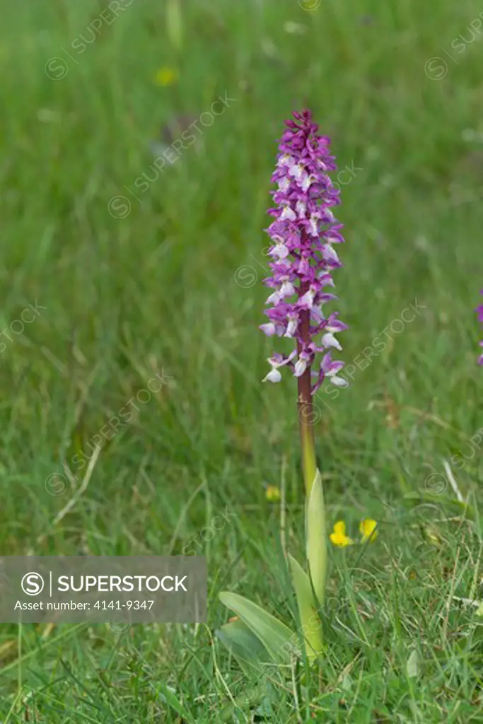early purple orchid orchis mascula clare glen wood, tandragee county armagh