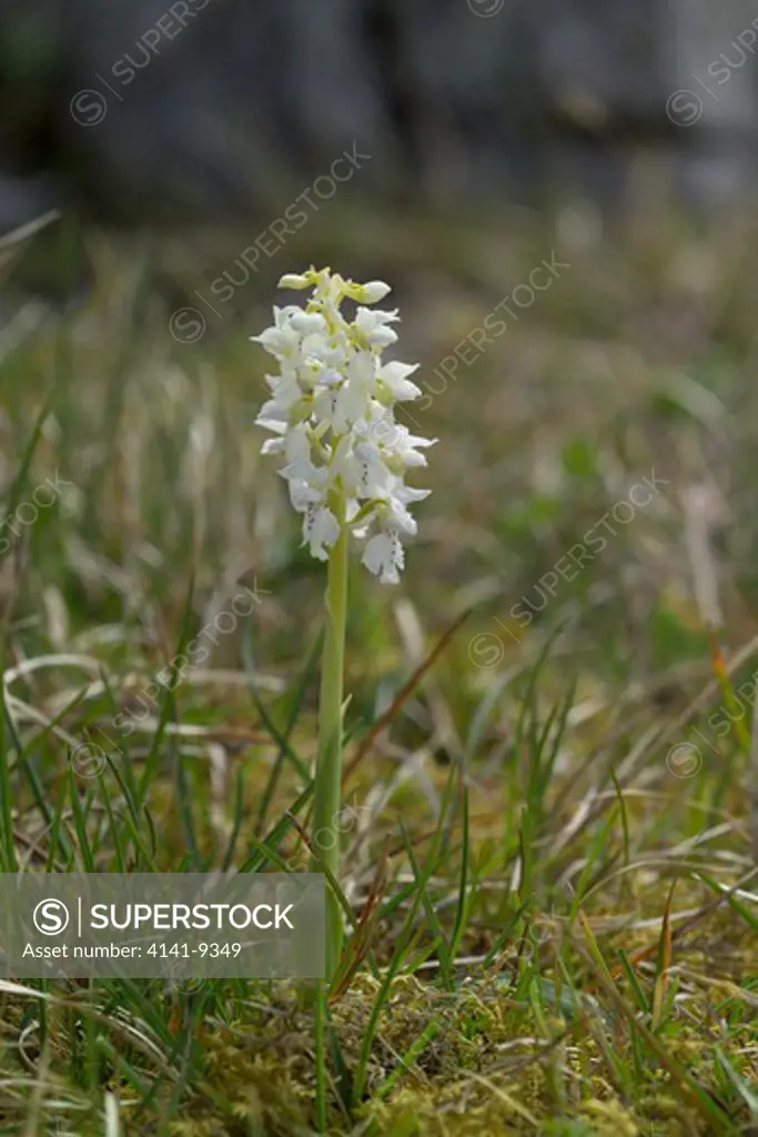 early purple orchid orchis mascula albino lough gealain burren national park, co. clare.