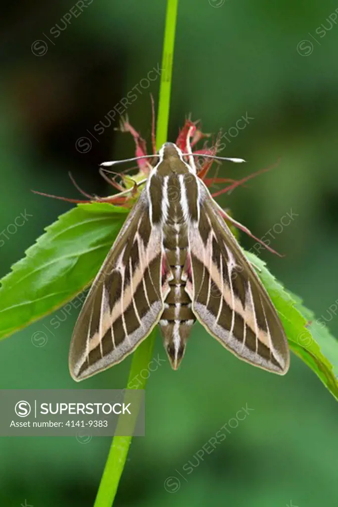 striped hawk-moth hyles livornica southern spain