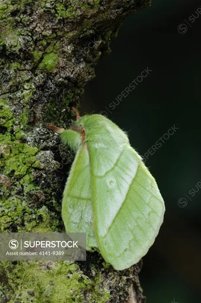 vishnu moth male trabala vishnu phou fa, pongsali north laos.