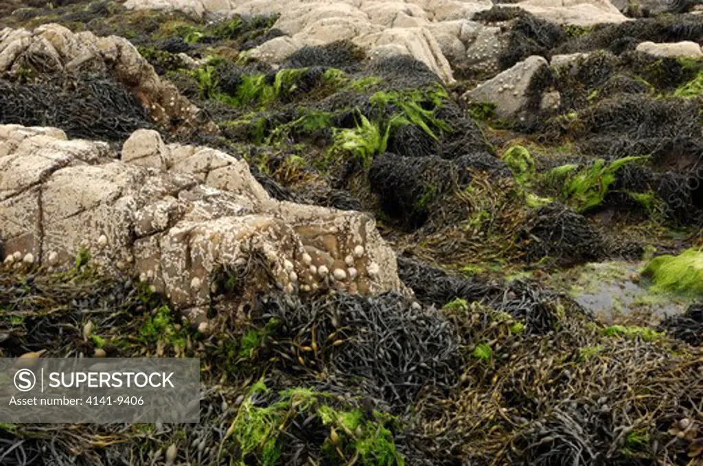 limpets patella vulgata on rocks surrounded by seaweed ballyhenry point, strangford lough, county down