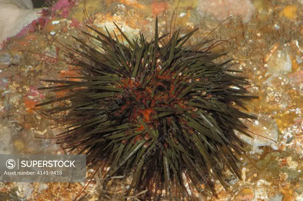 black sea urchin abraxia lixula portaferry, strangford, county down.
