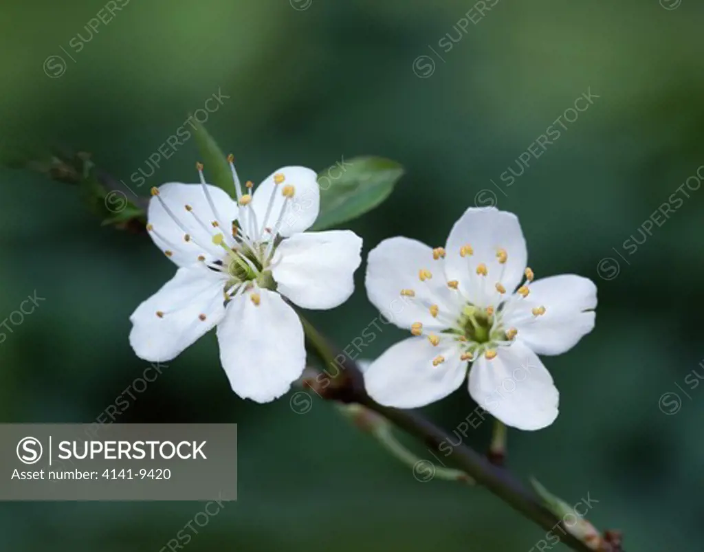 blackthorn blossom prunus spinosa banbridge county down